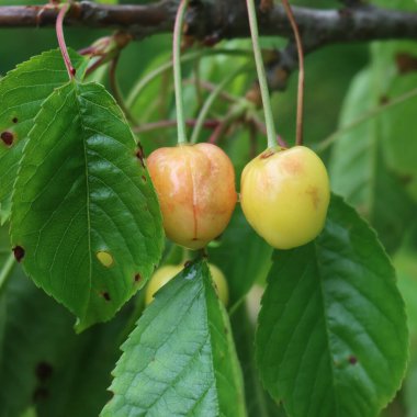 Meyve bahçesindeki dallarda çürümemiş kiraz meyveleri. Prunus avium ağacında hastalık