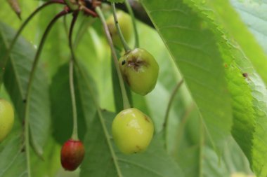 Meyve bahçesindeki dallarda çürümemiş kiraz meyveleri. Prunus avium ağacında hastalık