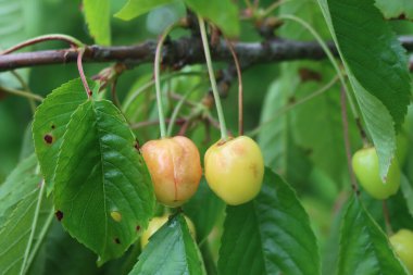 Meyve bahçesindeki dallarda çürümemiş kiraz meyveleri. Prunus avium ağacında hastalık