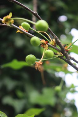 Dallarda yeşil ekşi kirazlar yetişiyor. Prunus cerasus