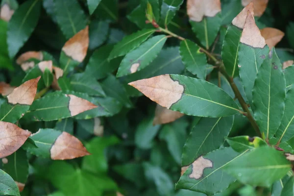 ローレルブッシュの多くの緑の葉は枝に茶色の乾燥した斑点があります 庭の病気を持つLaurus Nobilis — ストック写真