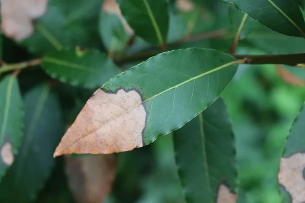 ローレルブッシュの多くの緑の葉は枝に茶色の乾燥した斑点があります 庭の病気を持つLaurus Nobilis — ストック写真