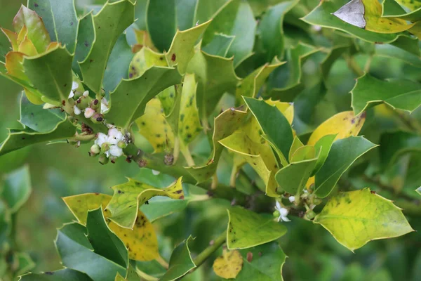 Krzew Ilex Cornuta Chorobą Wiosnę Holly Drzewo Rozkwicie Białymi Kwiatami — Zdjęcie stockowe