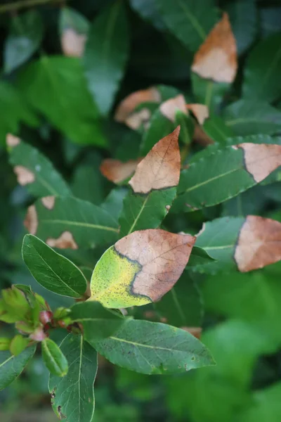 Viele Grüne Blätter Des Lorbeerstrauches Mit Braunen Trockenen Flecken Den — Stockfoto