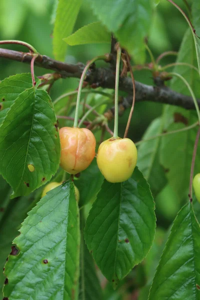 果樹園の枝には熟していないチェリーフルーツがたくさんあります 病気のプルヌス アビウムの木 — ストック写真