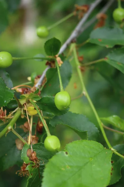 Zelené Višně Pěstované Větvích Selektivním Zaměřením Prunus Cerasus — Stock fotografie