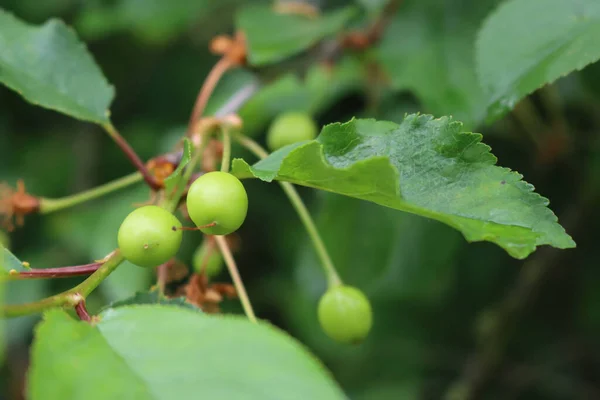 Zelené Višně Pěstované Větvích Selektivním Zaměřením Prunus Cerasus — Stock fotografie