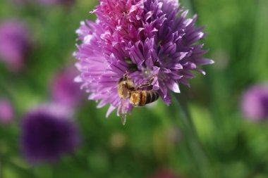 Frenk soğanıyla beslenen bal arısı. Pembe çiçekte Apis mellifera