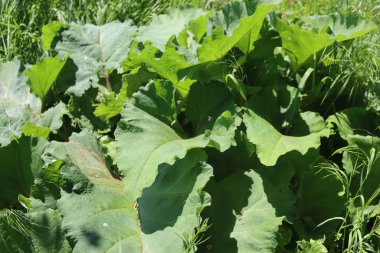 Büyük yeşil yapraklı Butterbur bitkisi. Petasitler melez. Asteraceae ailesi 