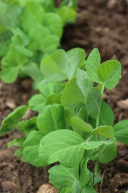 Fransız fasulye mangalı, aynı zamanda bezelye tanesi olarak da bilinir. Sebze bahçesinde Fransız fasulyesi. 