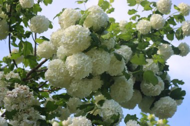 Viburnum opulus, ilkbaharda birçok beyaz çiçekle dallanır. Bahçedeki kartopu çalısı 