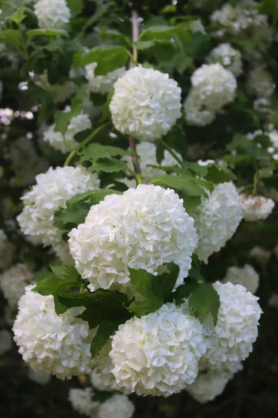 Viburnum Opulus Větve Mnoha Bílými Květy Jaře Kuličkové Křoví Zahradě — Stock fotografie