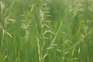 Baharda tarlada büyüyen yeşil yulaf kulakları. Avena sativa ekimi