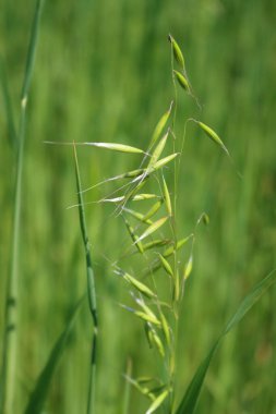 Baharda tarlada büyüyen yeşil yulaf kulakları. Avena sativa ekimi