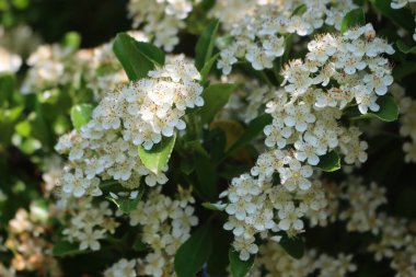 Pyracantha ya da Firethorn çalılarının yakınında yaz başında dallarda bir sürü beyaz çiçek