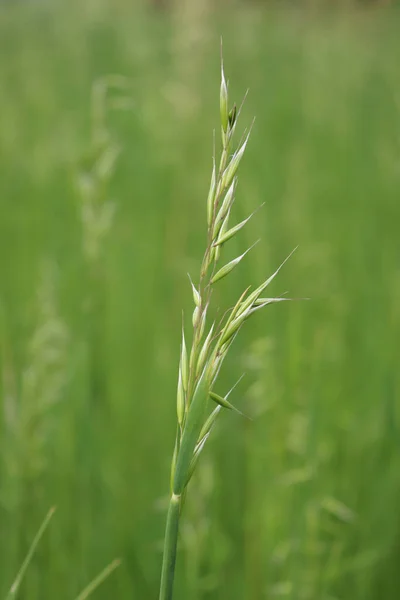 stock image Close-up of green young Oat ears growing in the field on springtime. Avena sativa cultivation