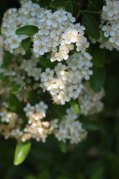 初夏に 枝に多数の白い花を持つピラカンサやファイアソーンブッシュのクローズアップ — ストック写真