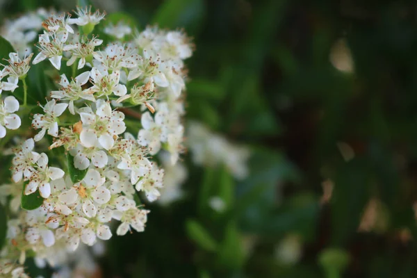 Nærbilde Pyracantha Eller Ildtornebusk Med Mange Hvite Blomster Med Kopiplass – stockfoto