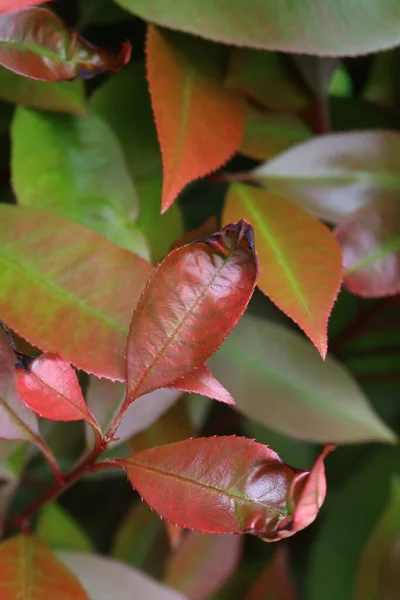 Nahaufnahme Von Photinia Roten Blättern Strauch Mit Trockenen Schwarzen Flecken — Stockfoto