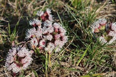 Butterbur bitkisinin çiçeklerle ve çiçeklerle dolu olduğu yakın plan. Petasitler yazın melez olurlar.