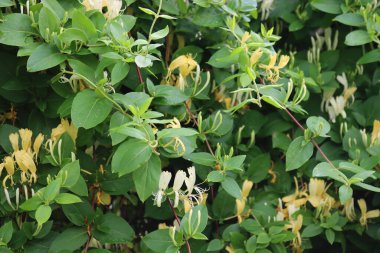 Çiçekli beyaz hanımeli çalısı. Çiçek açan beyaz-sarı hanımeli. Lonicera japonica, çiçek açan Japon hanımeli olarak bilinir.