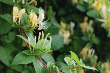 Çiçekli beyaz hanımeli çalısı. Çiçek açan beyaz-sarı hanımeli. Lonicera japonica, çiçek açan Japon hanımeli olarak bilinir.