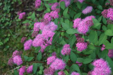 Spirea çalısı çiçek açmış Bahçede güzel pembe çiçekler