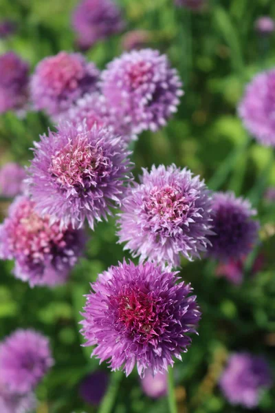 Chives Allium Schoenoprasum Bloom Purple Violet Flowers — Stock Photo, Image