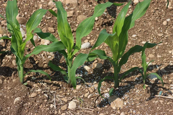Weißer Dünger Auf Einem Maisfeld Mit Jungen Maispflanzen Frühling Agrarbereich — Stockfoto