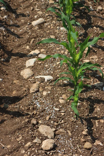 Biały Nawóz Polu Kukurydzy Młodymi Roślinami Kukurydzy Wiosną Obszary Rolne — Zdjęcie stockowe