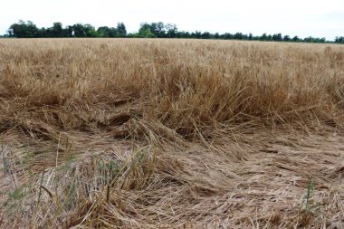 Yazın sarı buğday tarlası fırtınadan zarar gördü. Rüzgarla düzleşmiş buğday tarlası