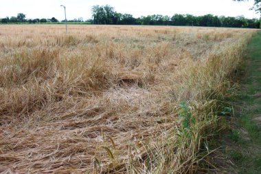 Yazın sarı buğday tarlası fırtınadan zarar gördü. Rüzgarla düzleşmiş buğday tarlası