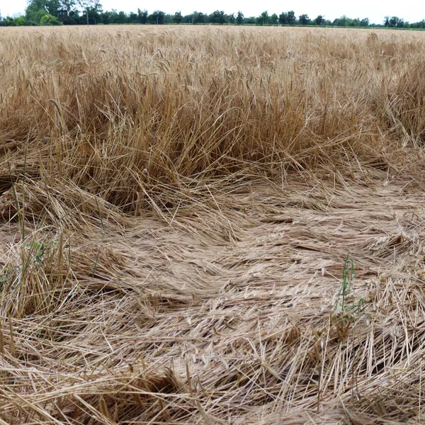 stock image Yellow wheat field on summer damaged by storm. Wheat field flattened by wind