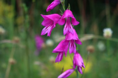 Gladiolus palustris. Yazın çayırda pembe bataklık gladyatörleri ya da kılıç zambağı çiçekleri