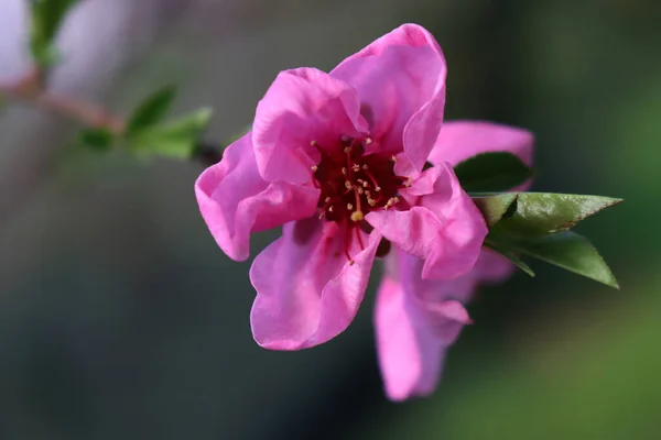 Close-up of dark pink Peach flower on branch. Peach tree in bloom in springtime. Prunus persica
