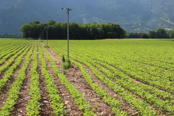 山の背景を背景に畑の列に成長している緑の大豆植物 イタリア北部の宗谷豆農業地帯 — ストック写真