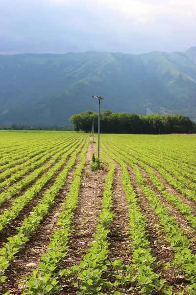 Plantas Soja Verde Creciendo Fila Campo Contra Fondo Montaña Campo —  Fotos de Stock