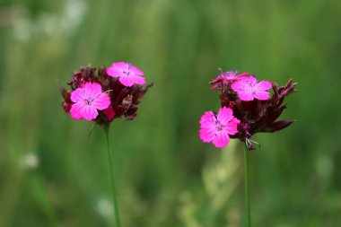 İki Kartaca Pembe kır çiçeği. Yazın yeşil çayırda dianthus carthusianorum