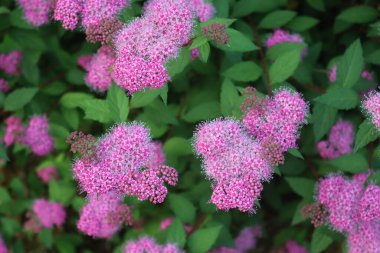 Spirea 'nın çiçeklenmiş çalılıklarının yakınına yaz mevsiminde bahçede pembe çiçekler.