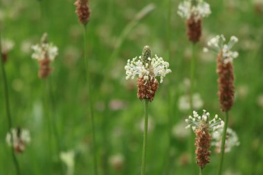 Lanceolata ya da çayırda çiçek açan Ribworth bitkisi. Yazın Plantago Lanceolata 'ya yakın çekim