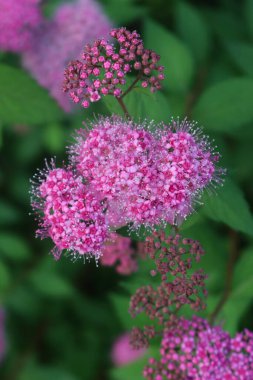 Spirea 'nın çiçeklenmiş çalılıklarının yakınına yaz mevsiminde bahçede pembe çiçekler.