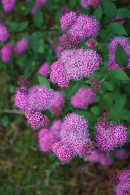 Spirea 'nın çiçeklenmiş çalılıklarının yakınına yaz mevsiminde bahçede pembe çiçekler.