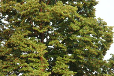 Büyük ıhlamur ağacı yazın, bir sürü sarı çiçek ve yeşil yapraklarla. Bahçedeki Tilia ağacı