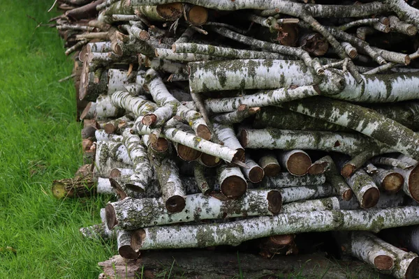 Λευκά Ξύλινα Κούτσουρα Σημύδας Στον Κήπο Κομμένοι Κορμοί Δέντρων Betula — Φωτογραφία Αρχείου