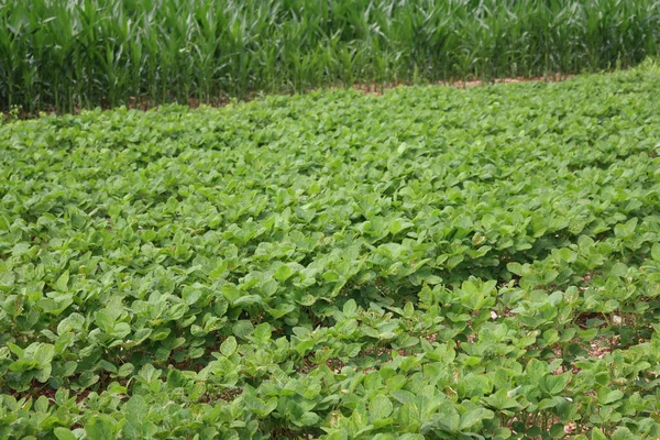 イタリアの夏にトウモロコシ畑近くで成長する緑の大豆畑 グリシンマックスとゼアは栽培するかもしれない — ストック写真