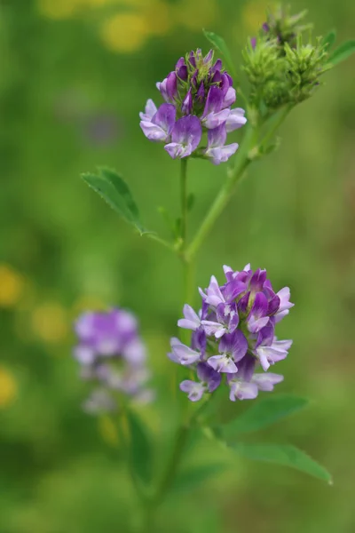 Primer Plano Del Campo Alfalfa Púrpura Flor Cultivo Medicago Sativa — Foto de Stock