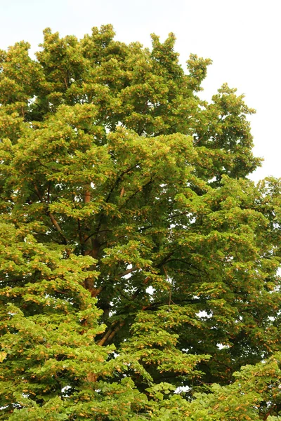 黄色の花や緑の葉が多い夏に大きなリンデンの木 庭のティリアの木 — ストック写真
