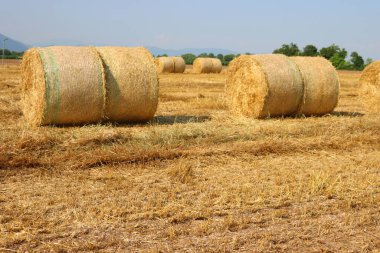 İtalyan kırsalında, biçilmiş buğday tarlasında altın saman balyaları mavi gökyüzüne karşı. Yazın buğday tarlası kes