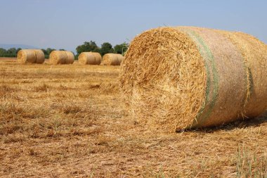 İtalyan kırsalında, biçilmiş buğday tarlasında altın saman balyaları mavi gökyüzüne karşı. Yazın buğday tarlası kes