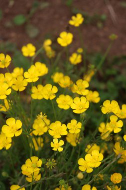 Çayırdaki sarı düğün çiçekleri. Ranunculus İtalya kırsalında tövbe ediyor.